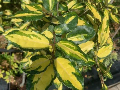 Eleagnus maculata Aurea