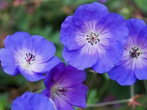 Geranium Rozanne