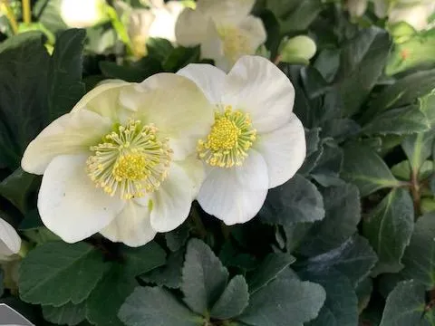 Helleborus niger