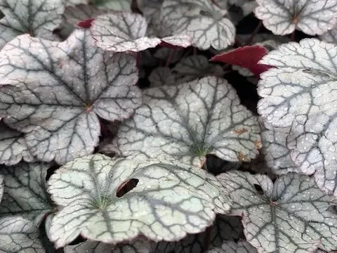Heuchera 'Silver Scrolls' Â®