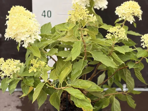 Hydrangea Paniculata 'Grandiflora'