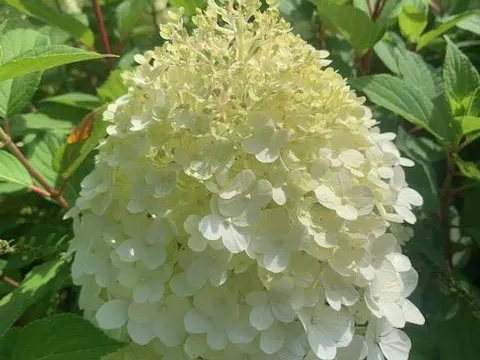 Hydrangea Pan. 'Limelight'