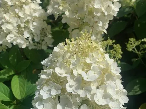 Hydrange paniculata 'Sundea Fraise'