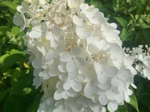 Hydrangea Paniculata 'Vanilla Fraise' ®