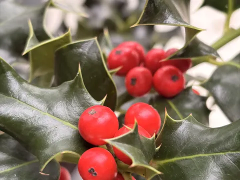 Ilex Aquifolium