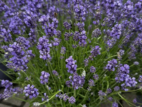 Lavendula angustifolia 'Munstead'