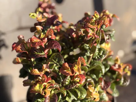 Leucothoe axillaris 'Curly Red' PBR