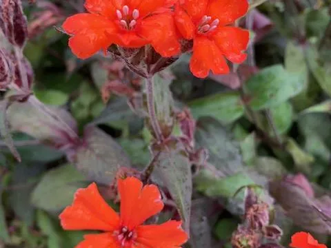 Lychnis arkwrightii 'Vesuvius'
