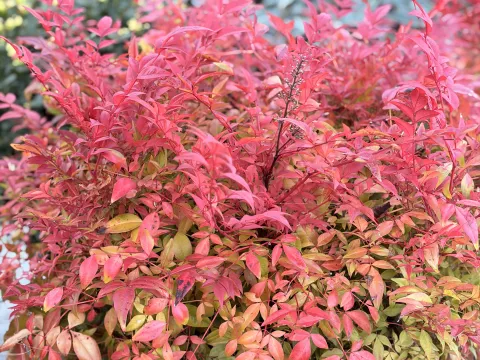 Nandina dom. 'Obsessed'