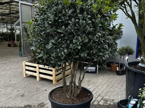 Osmanthus Aquifolium / Armathus Meerstammig