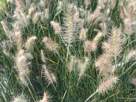 Pennisetum alop. 'Hameln'