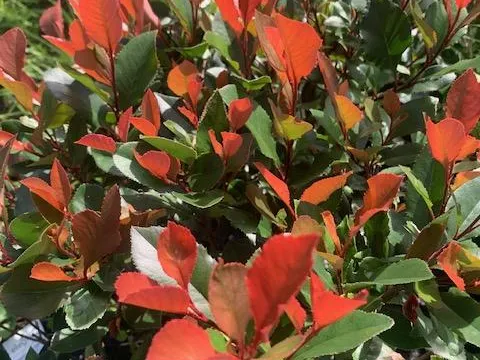 Photinia fraseri 'Little Red Robin'