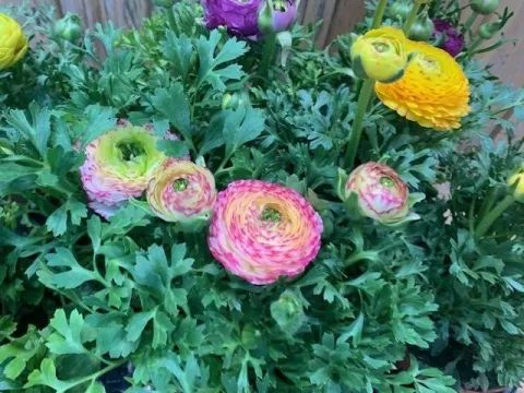 Ranunculus mix