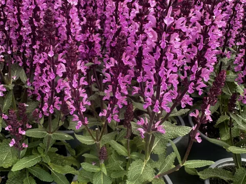 Salvia nemorosa 'Rose Marvel'Â®
