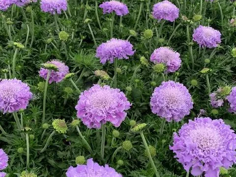 Scabiosa columbaria 'Butterfly Blue