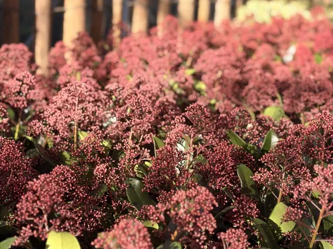 Skimmia japonica 'Rubella'