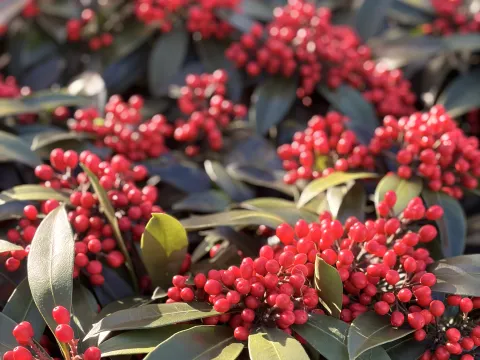 Skimmia Reevensiana