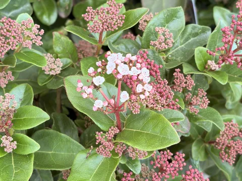 Viburnum tinus