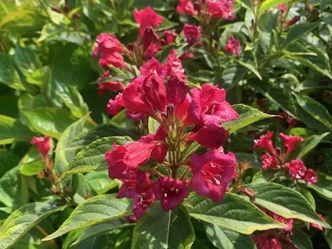Weigela florida 'Alexandra' ®